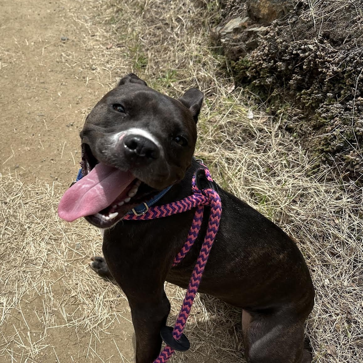 Enlarge Looney Tunes, a ADOPTABLE mixed breed in Grass Valley, CA image 6/6