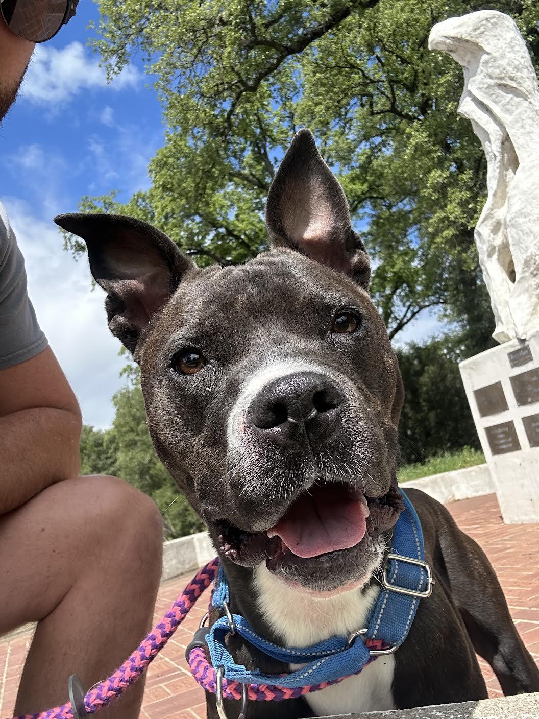 Enlarge Looney Tunes, a ADOPTABLE mixed breed in Grass Valley, CA image 1/6