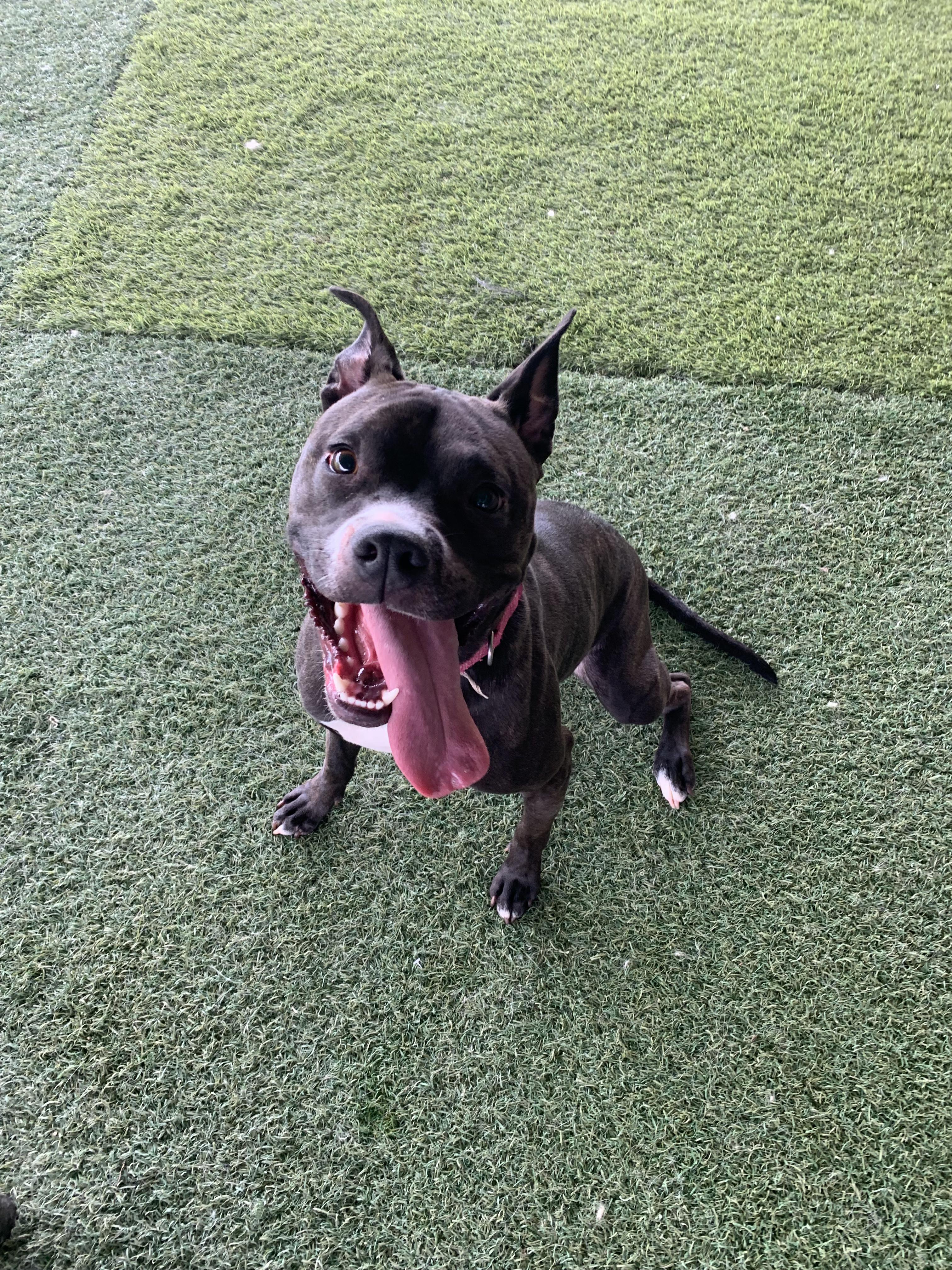 Enlarge Looney Tunes, a ADOPTABLE mixed breed in Grass Valley, CA image 2/6