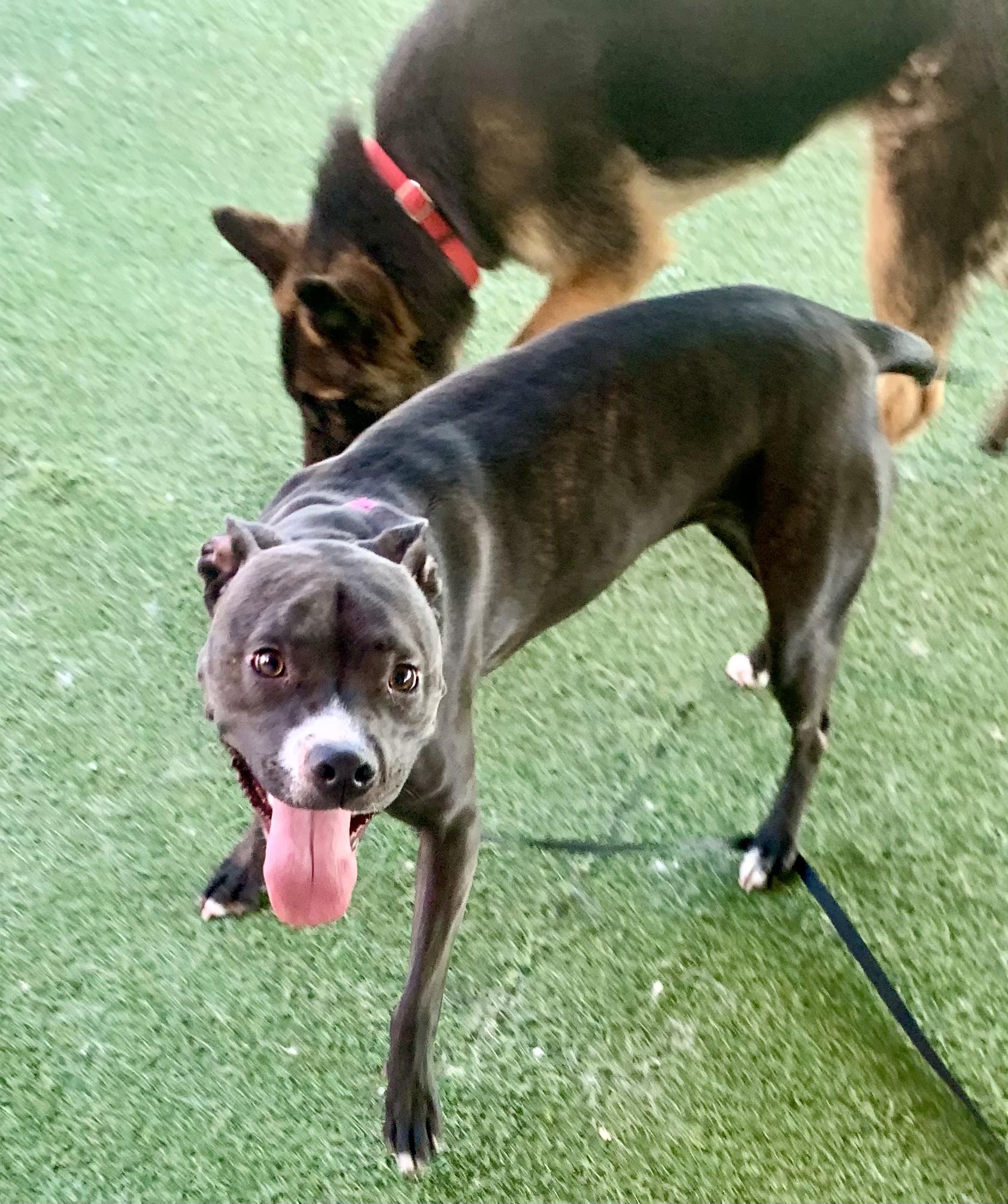 Enlarge Looney Tunes, a ADOPTABLE mixed breed in Grass Valley, CA image 3/6