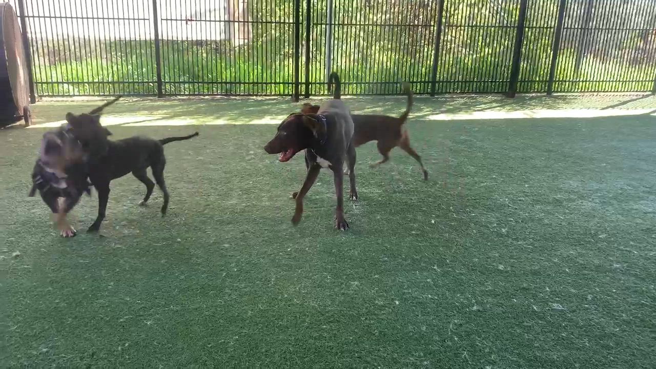 Enlarge Looney Tunes, a ADOPTABLE mixed breed in Grass Valley, CA video 4/6