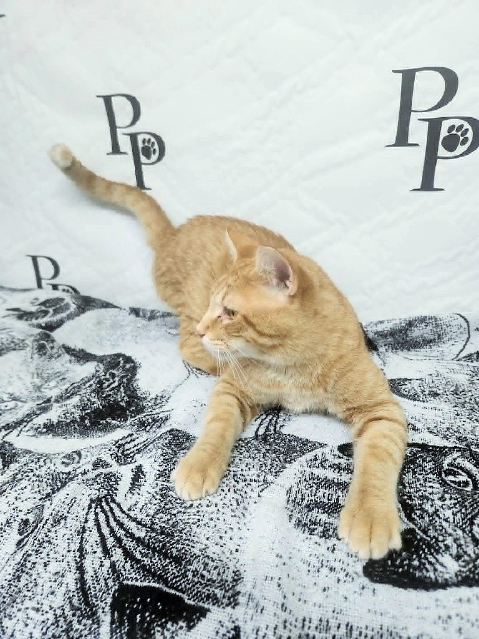 Travolta, Adoptable, Adult Male Domestic Short Hair.