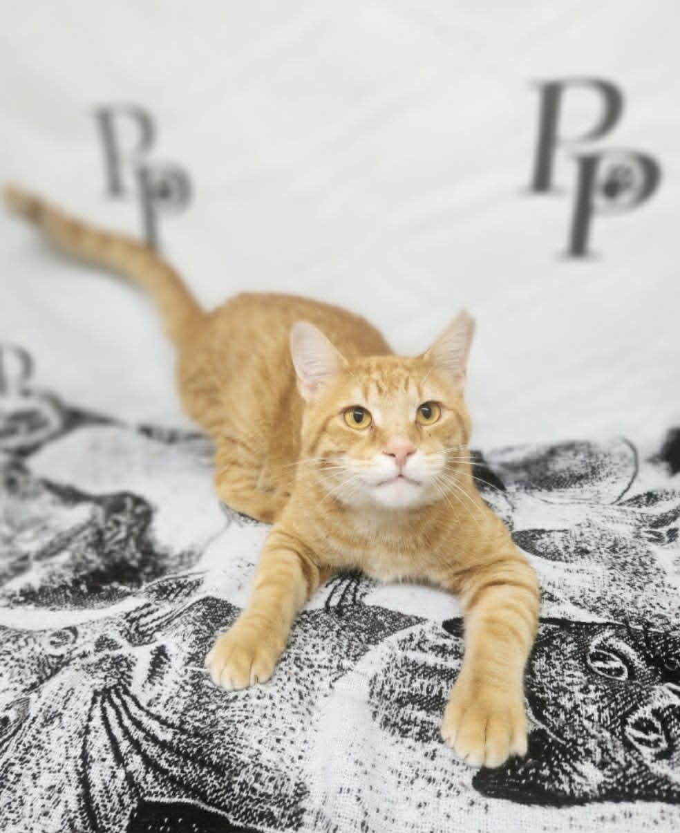 Enlarge Travolta, a Adoptable Domestic Short Hair in Social Circle, GA image 2/3