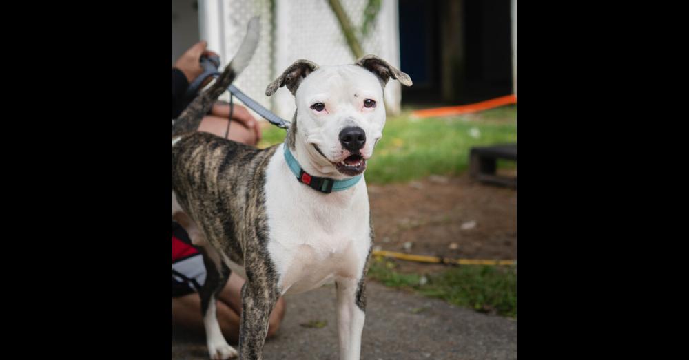 Enlarge Sammy - 26096, a Adoptable mixed breed in Armonk, NY image 1/6
