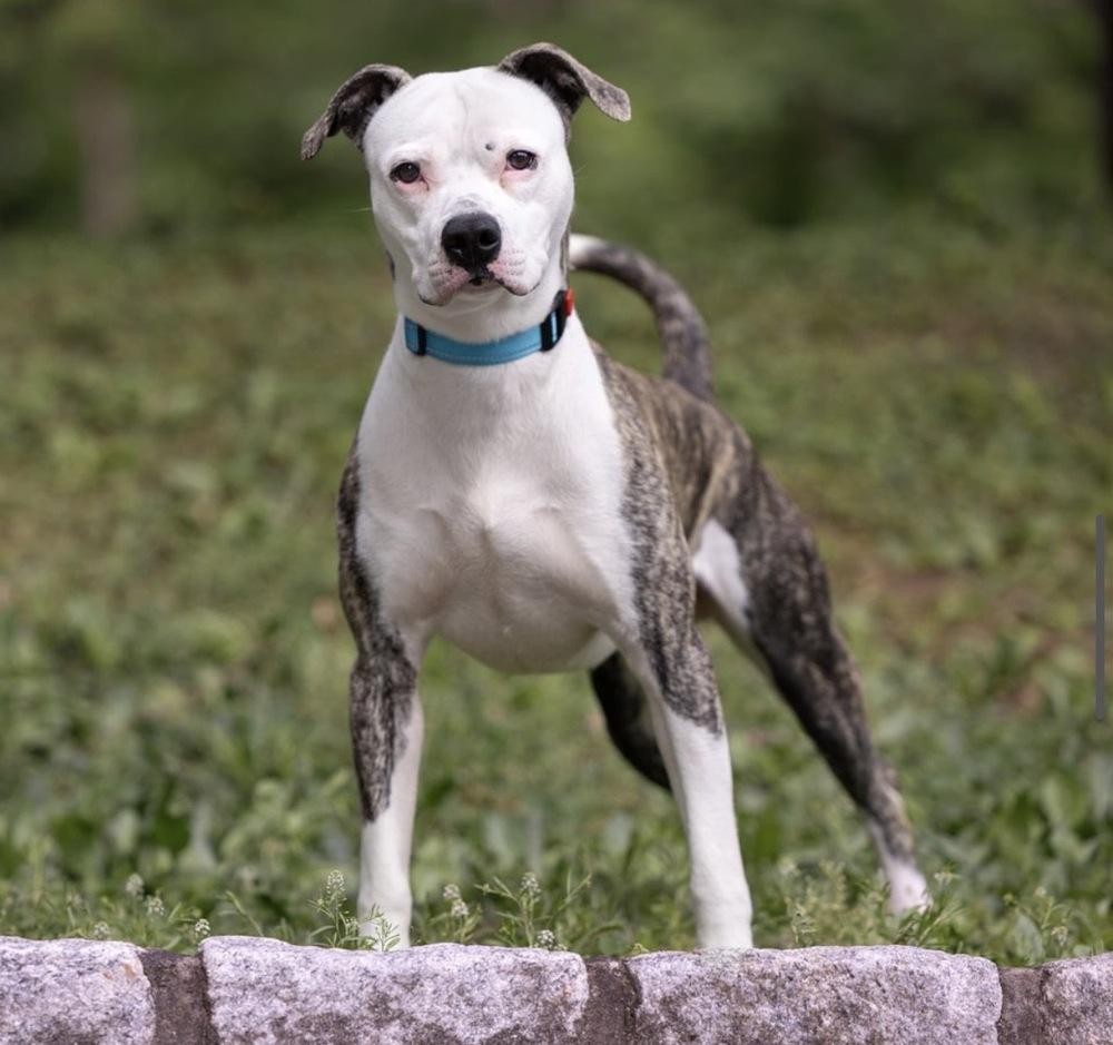 Sammy - 26096, Adoptable, Young Male Pit Bull Terrier.
