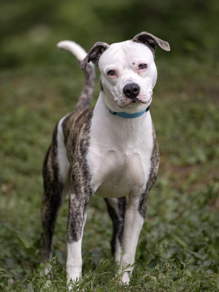 Sammy - 26096, a Adoptable mixed breed in Armonk, NY image 2/5