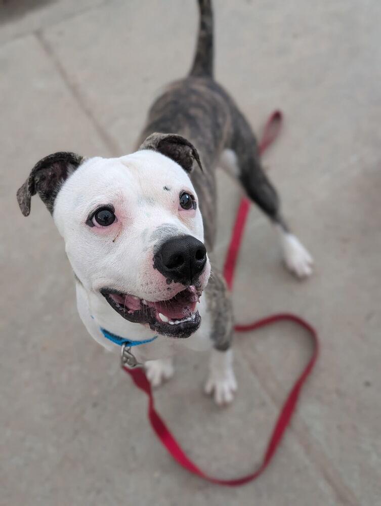 Sammy - 26096, a Adoptable mixed breed in Armonk, NY image 3/5