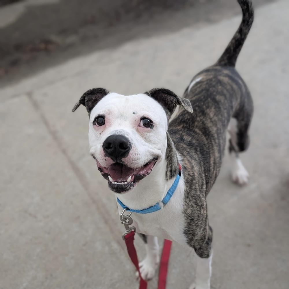 Sammy - 26096, a Adoptable mixed breed in Armonk, NY image 4/5
