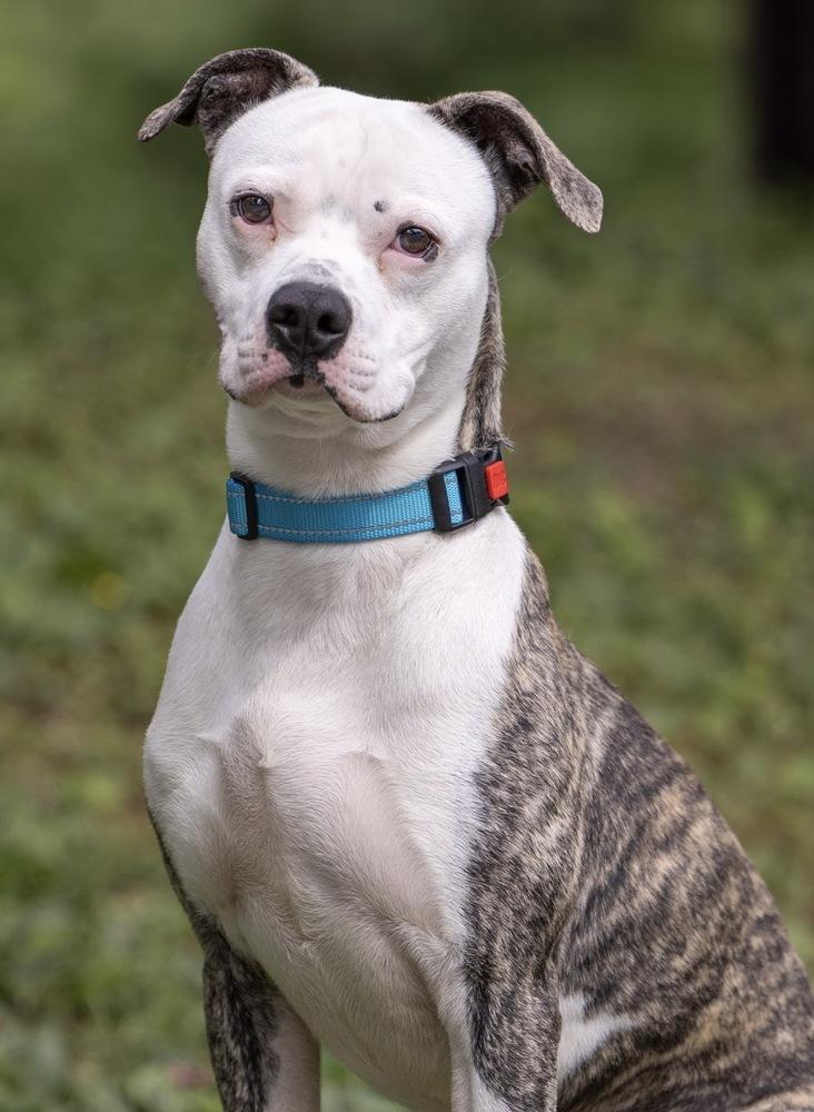 Sammy - 26096, a Adoptable mixed breed in Armonk, NY image 5/5