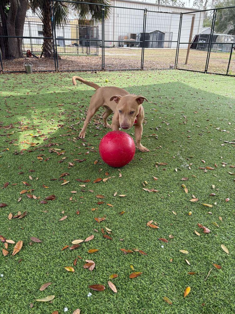 Enlarge Nick, a Adoptable mixed breed in Lakeland, FL image 1/6