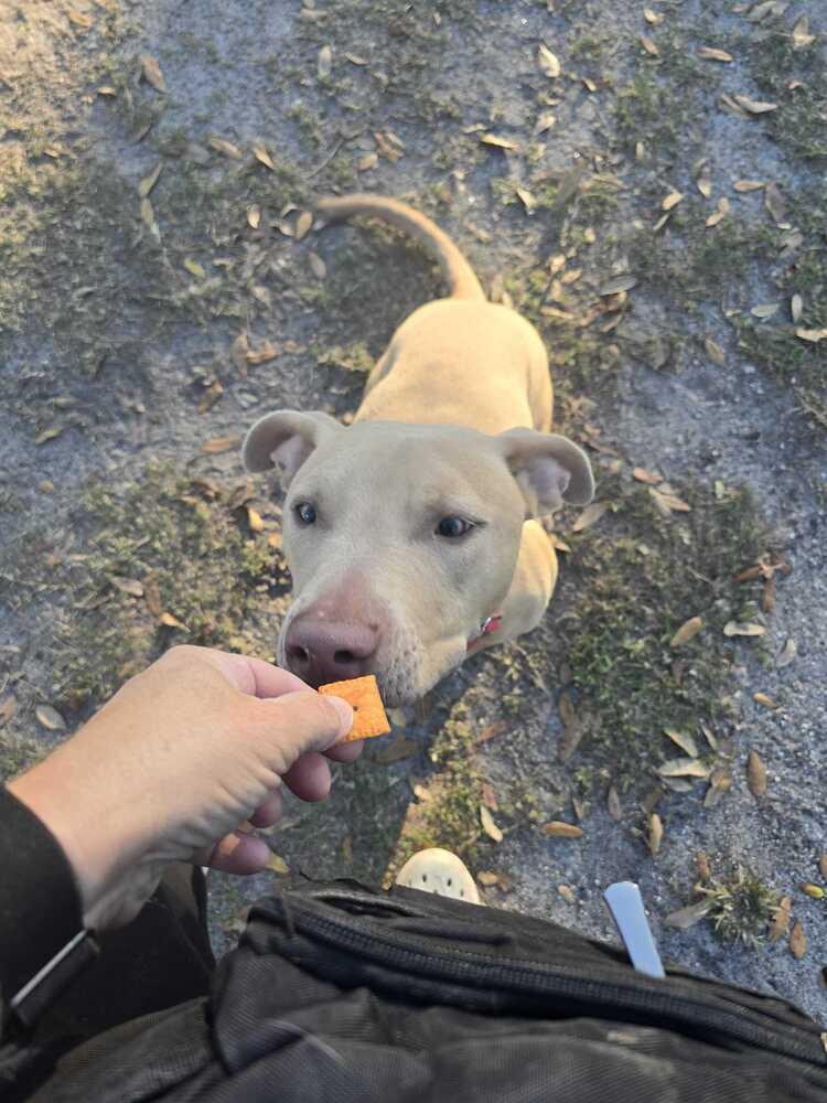 Enlarge Nick, a Adoptable mixed breed in Lakeland, FL image 2/6