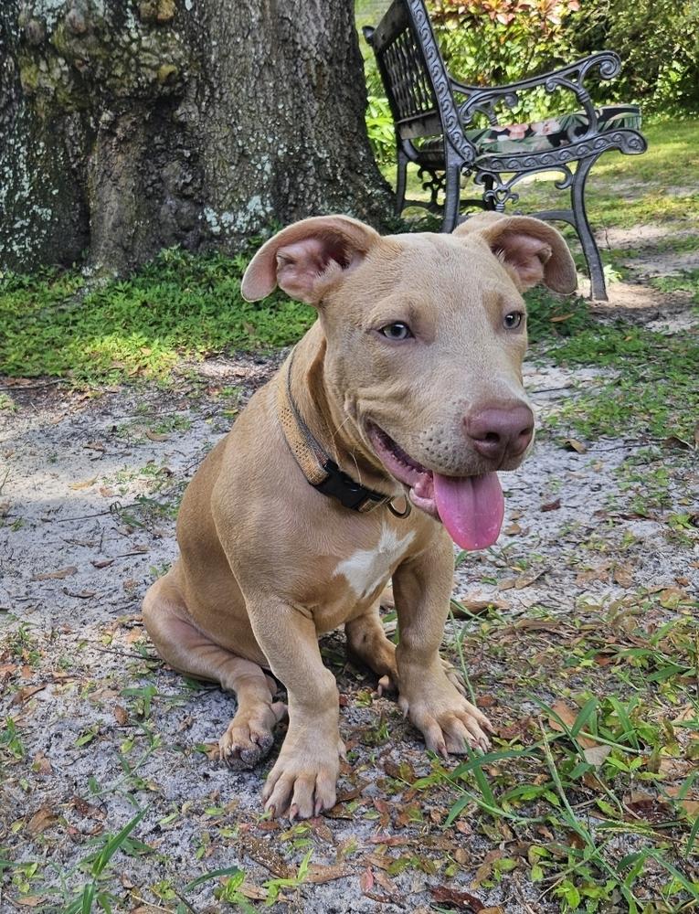 Enlarge Nick, a Adoptable mixed breed in Lakeland, FL image 3/6