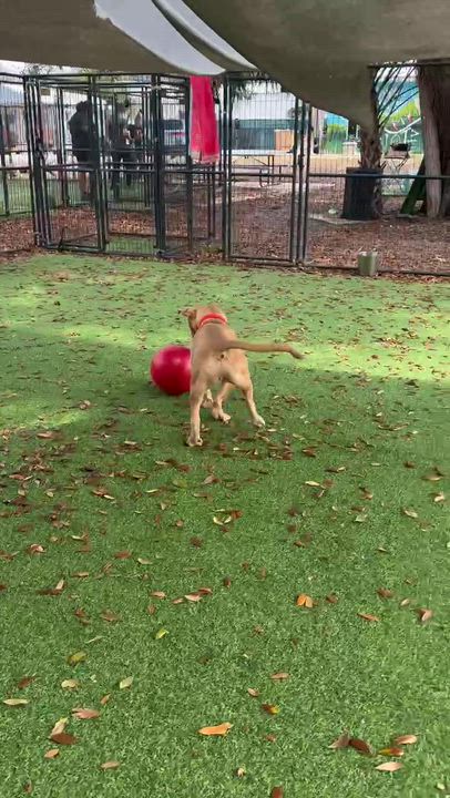 Enlarge Nick, a Adoptable mixed breed in Lakeland, FL video 6/6