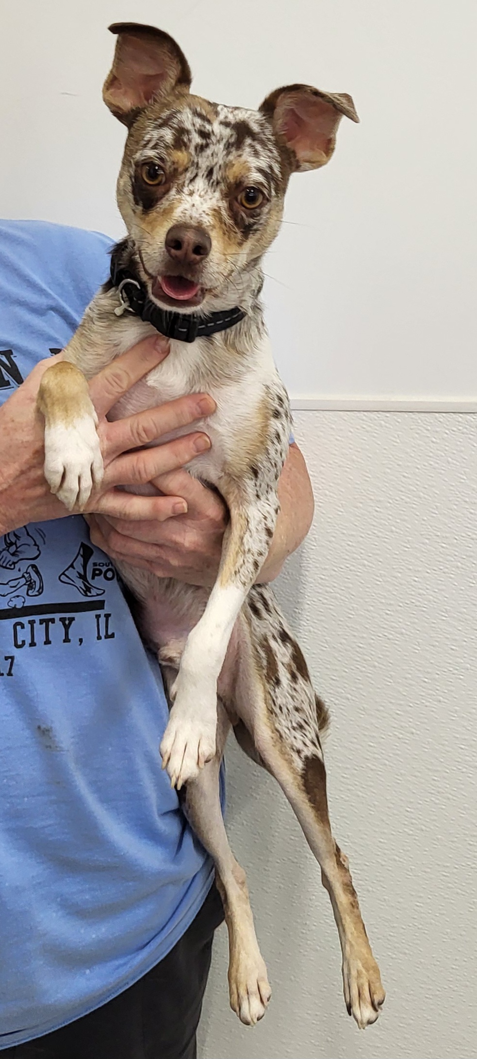 Bruno, a Adoptable Chihuahua in Anna, IL image 1/3