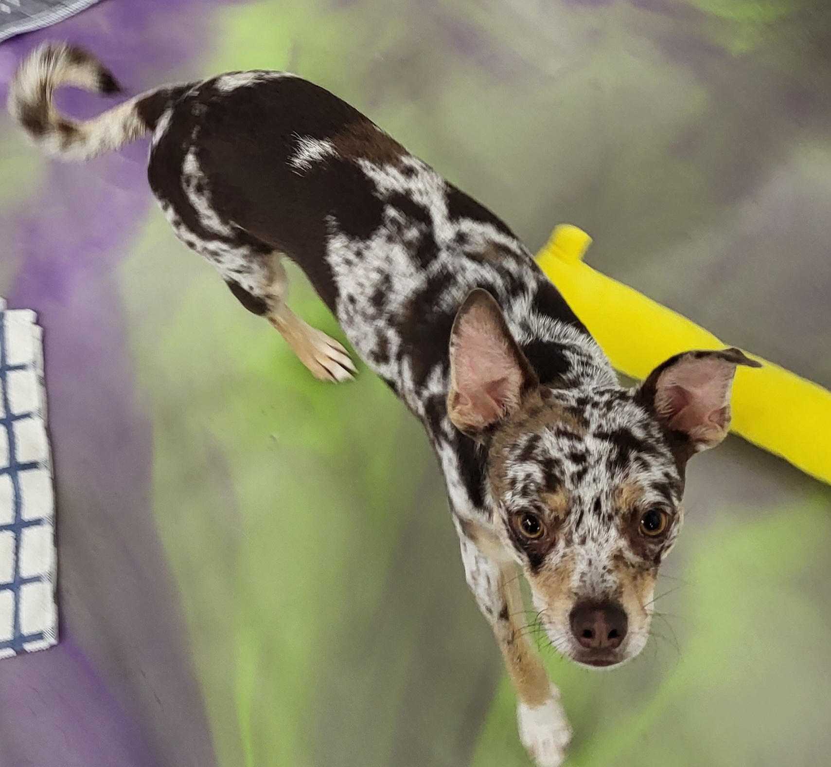 Bruno, a Adoptable Chihuahua in Anna, IL image 2/3