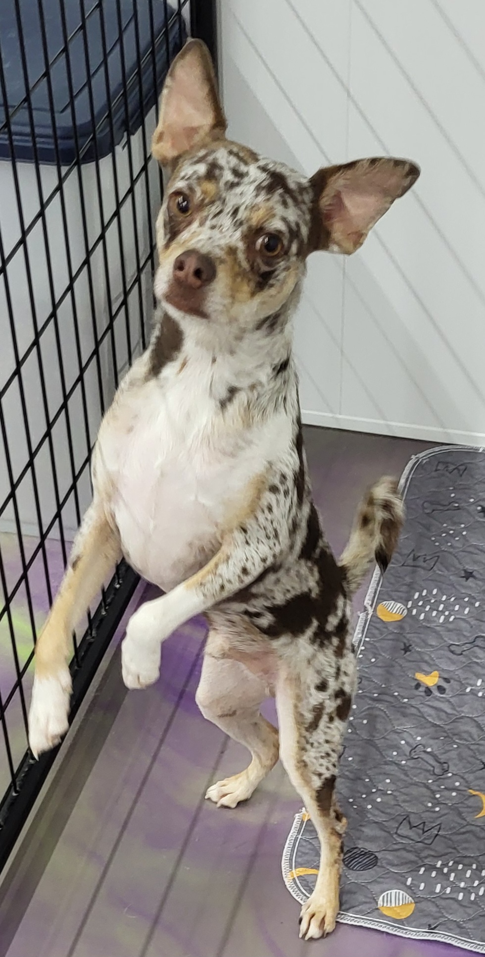 Bruno, a Adoptable Chihuahua in Anna, IL image 3/3