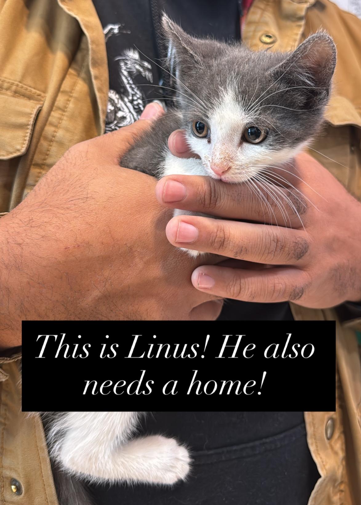 Linus, adopted, Kitten Male Domestic Short Hair.