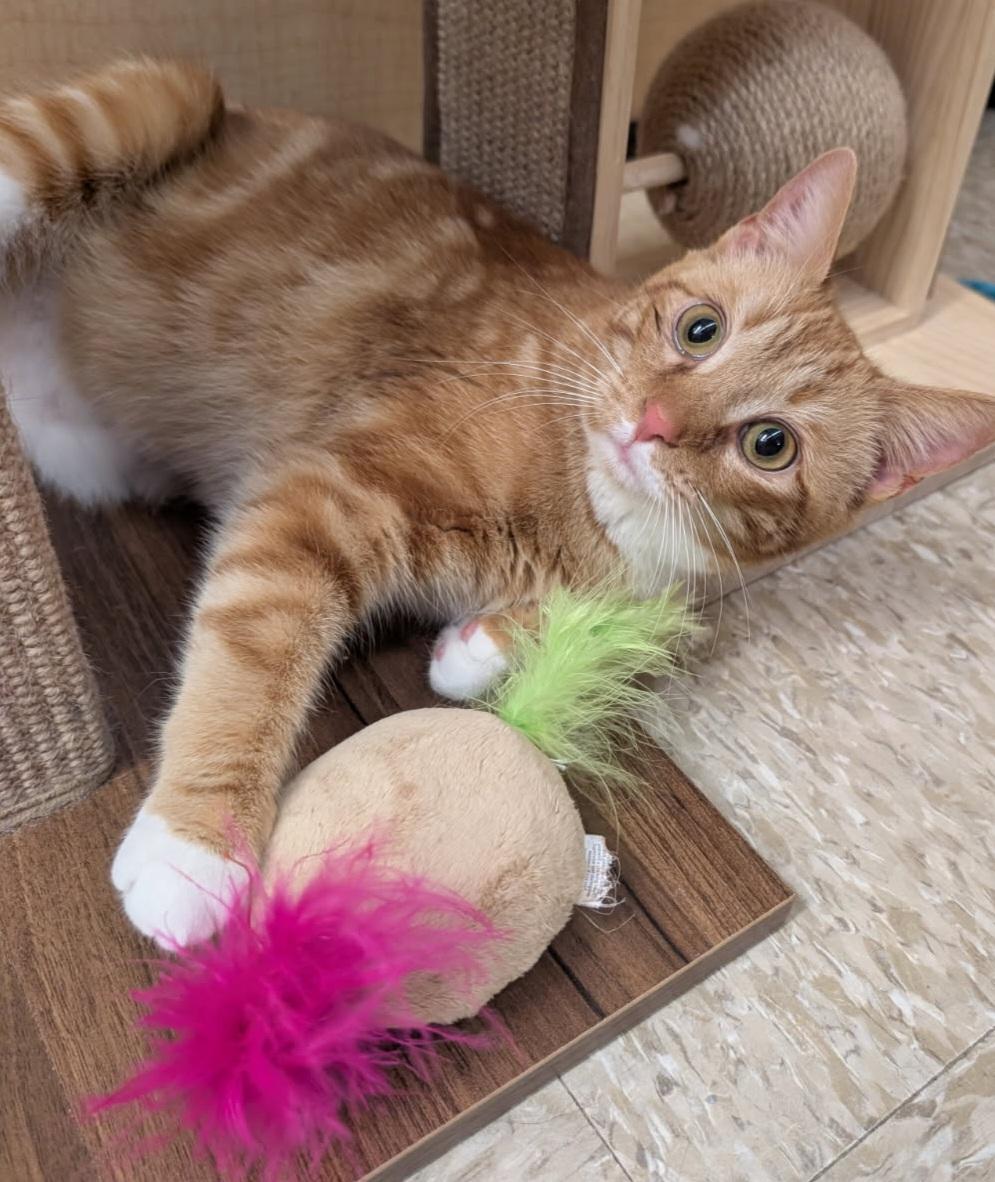 MaxLynne, ADOPTABLE, Young Female Tabby.