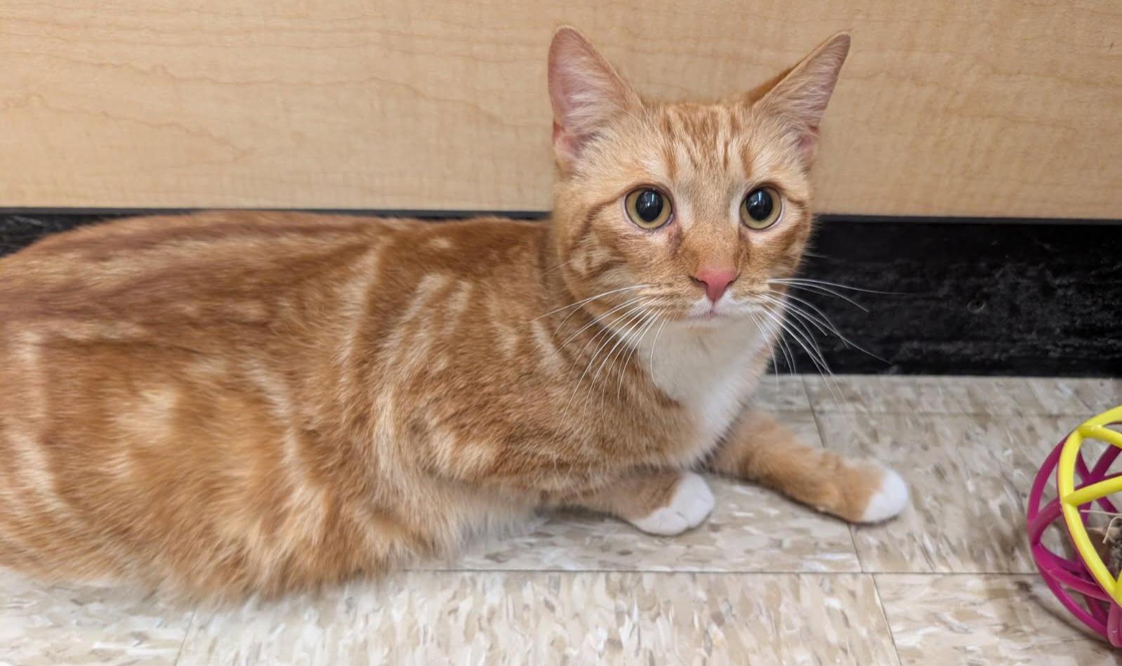 Enlarge MaxLynne, a ADOPTABLE Tabby in Elgin, SC image 3/5