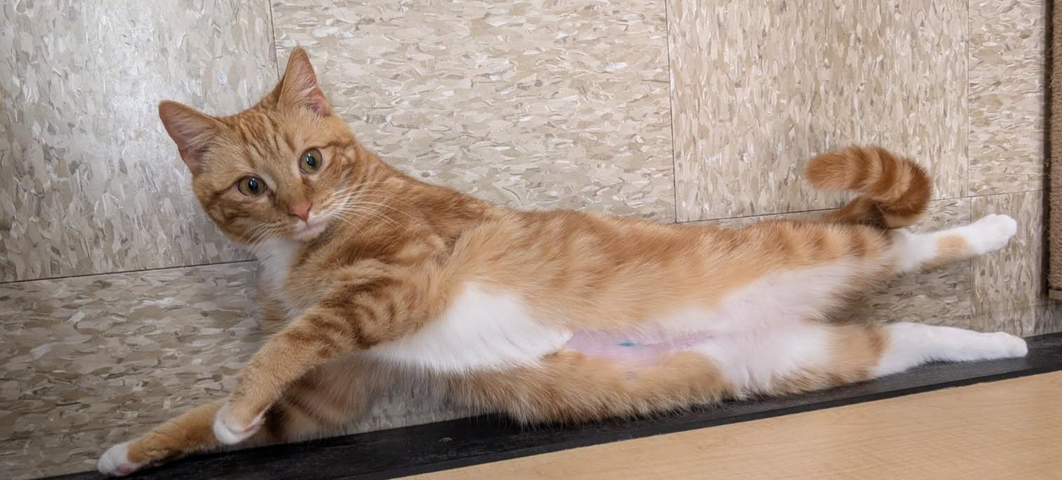 Enlarge MaxLynne, a ADOPTABLE Tabby in Elgin, SC image 2/5