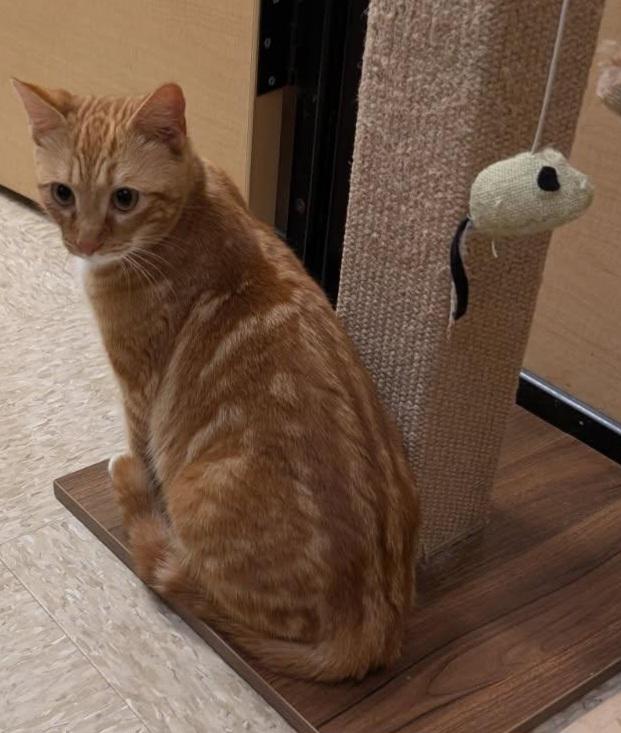 Enlarge MaxLynne, a ADOPTABLE Tabby in Elgin, SC image 4/5