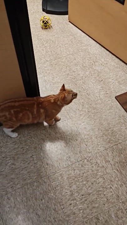 Enlarge MaxLynne, a ADOPTABLE Tabby in Elgin, SC video 5/5