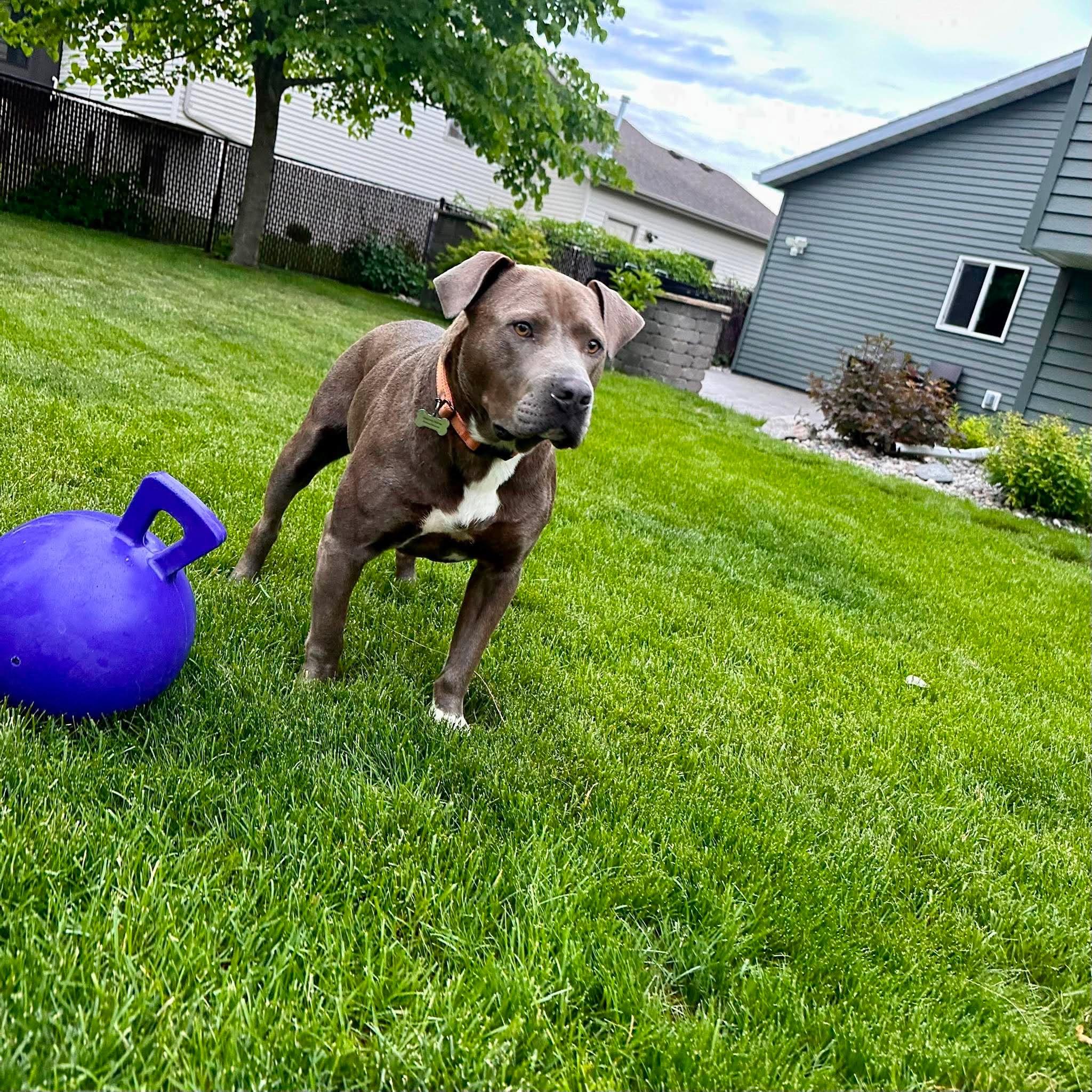 Enlarge Preacher, an adopted mixed breed in Grand Forks, ND image 1/2