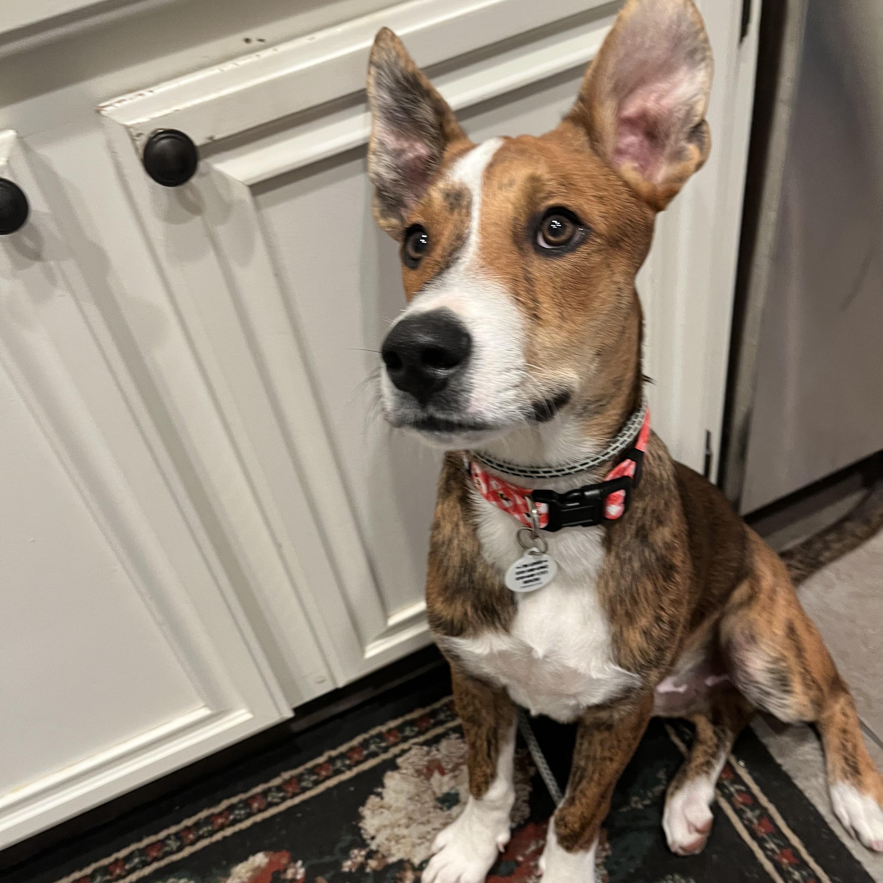 Enlarge Nutmeg, a Adoptable mixed breed in Sun Valley, CA image 4/5