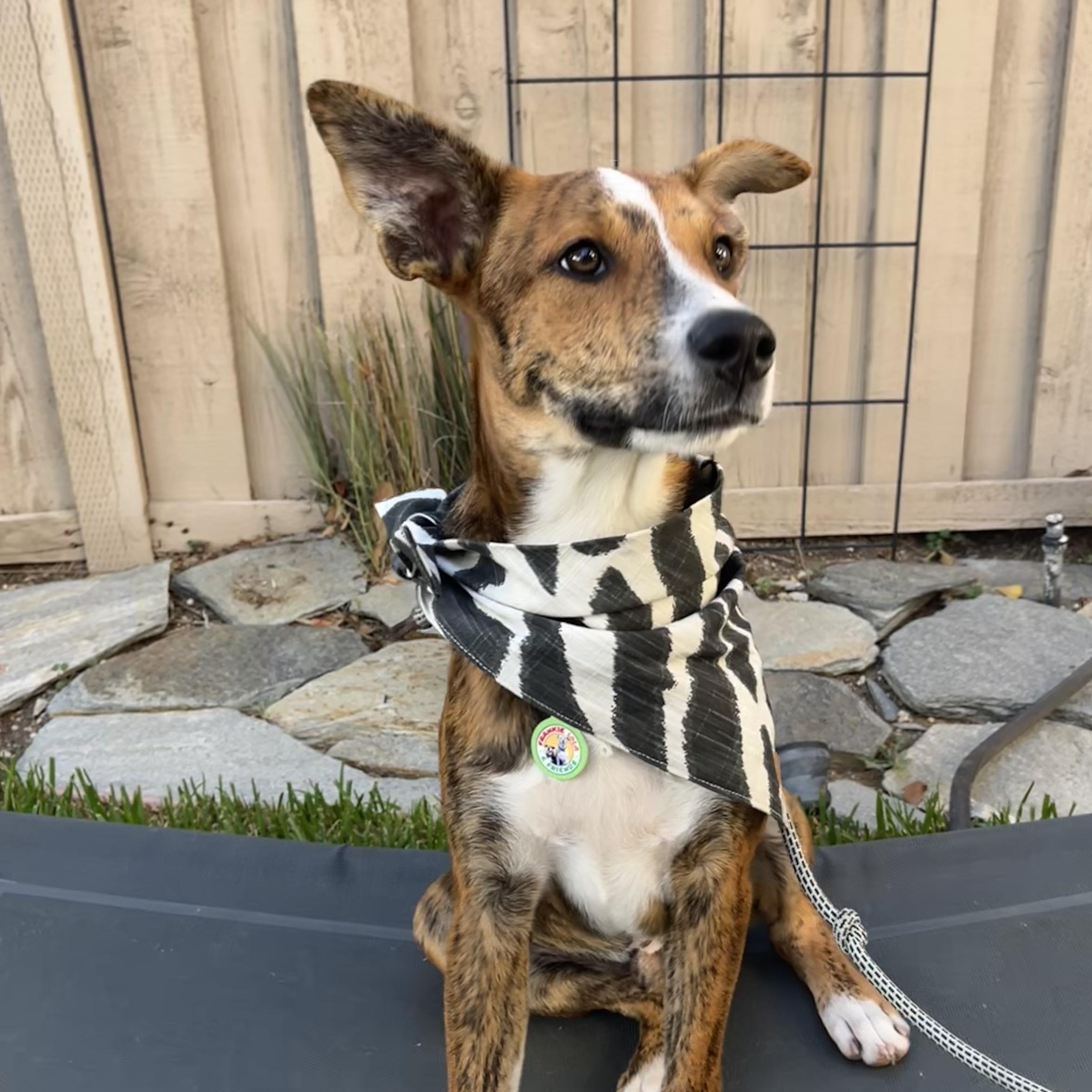 Enlarge Nutmeg, a Adoptable mixed breed in Sun Valley, CA image 5/5