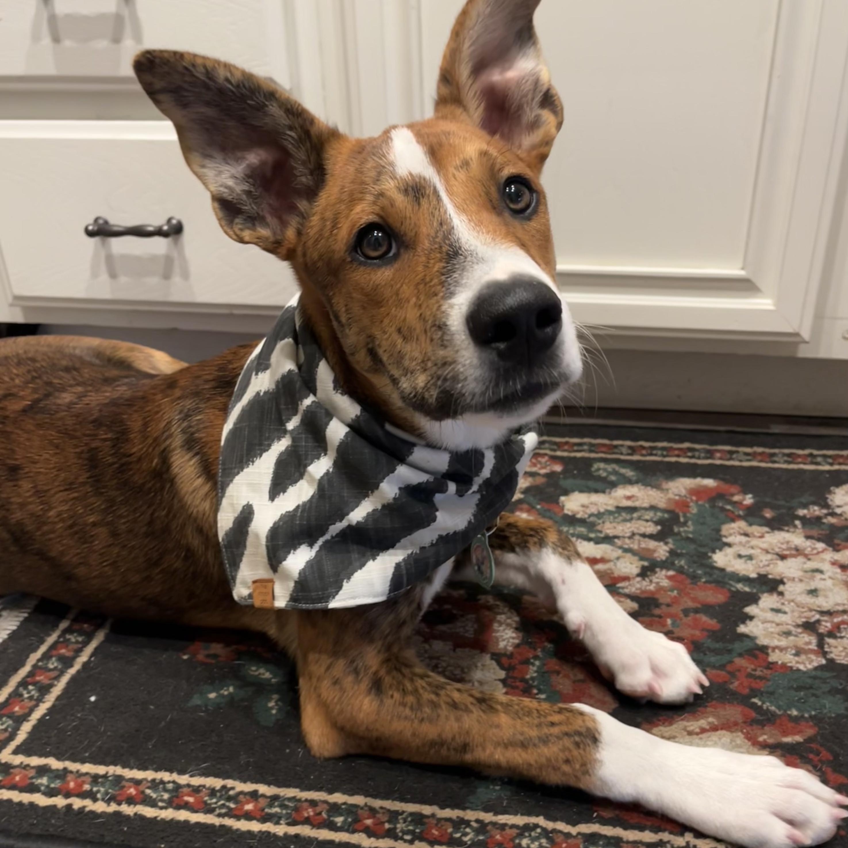 Enlarge Nutmeg, a Adoptable mixed breed in Sun Valley, CA image 2/5