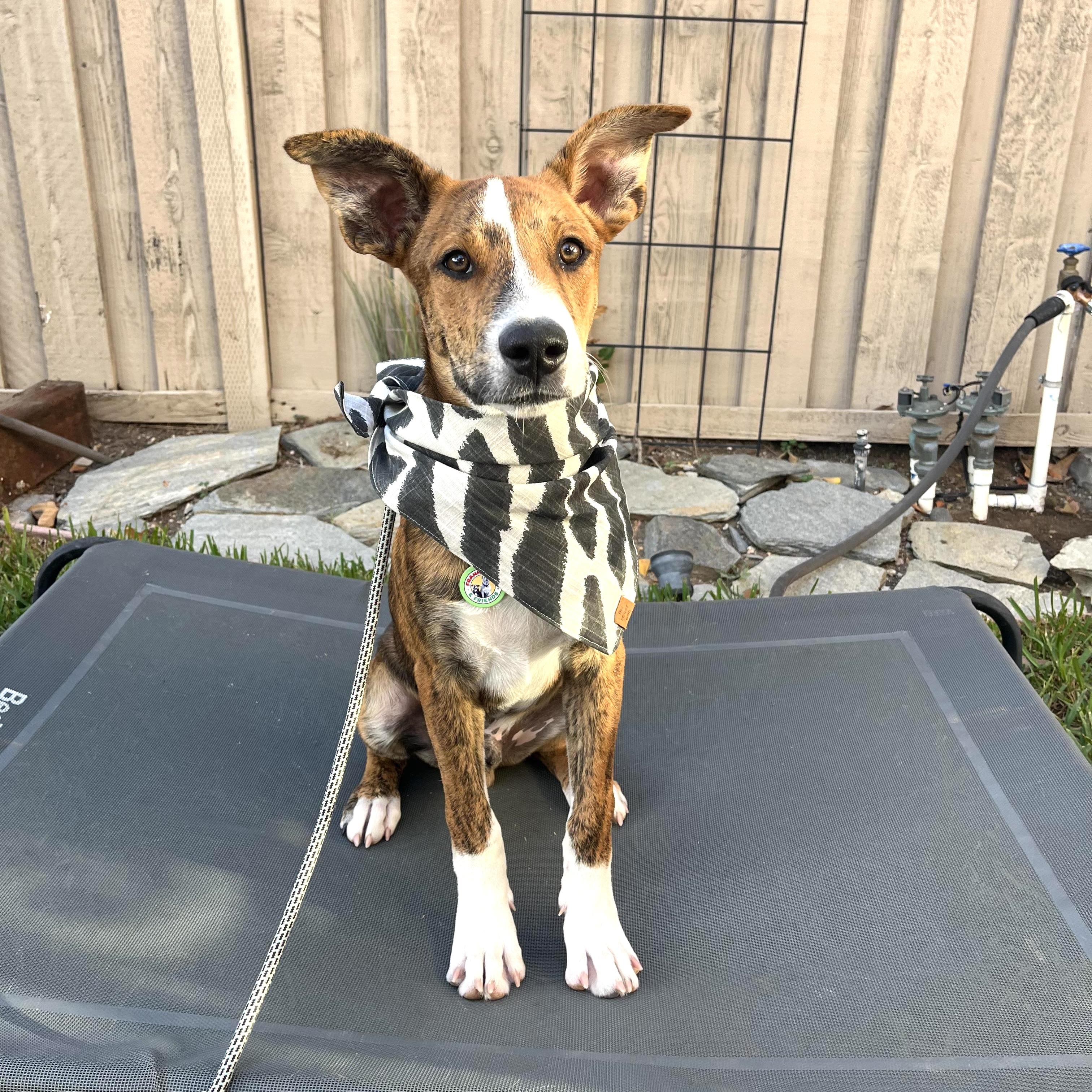 Enlarge Nutmeg, a Adoptable mixed breed in Sun Valley, CA image 1/5