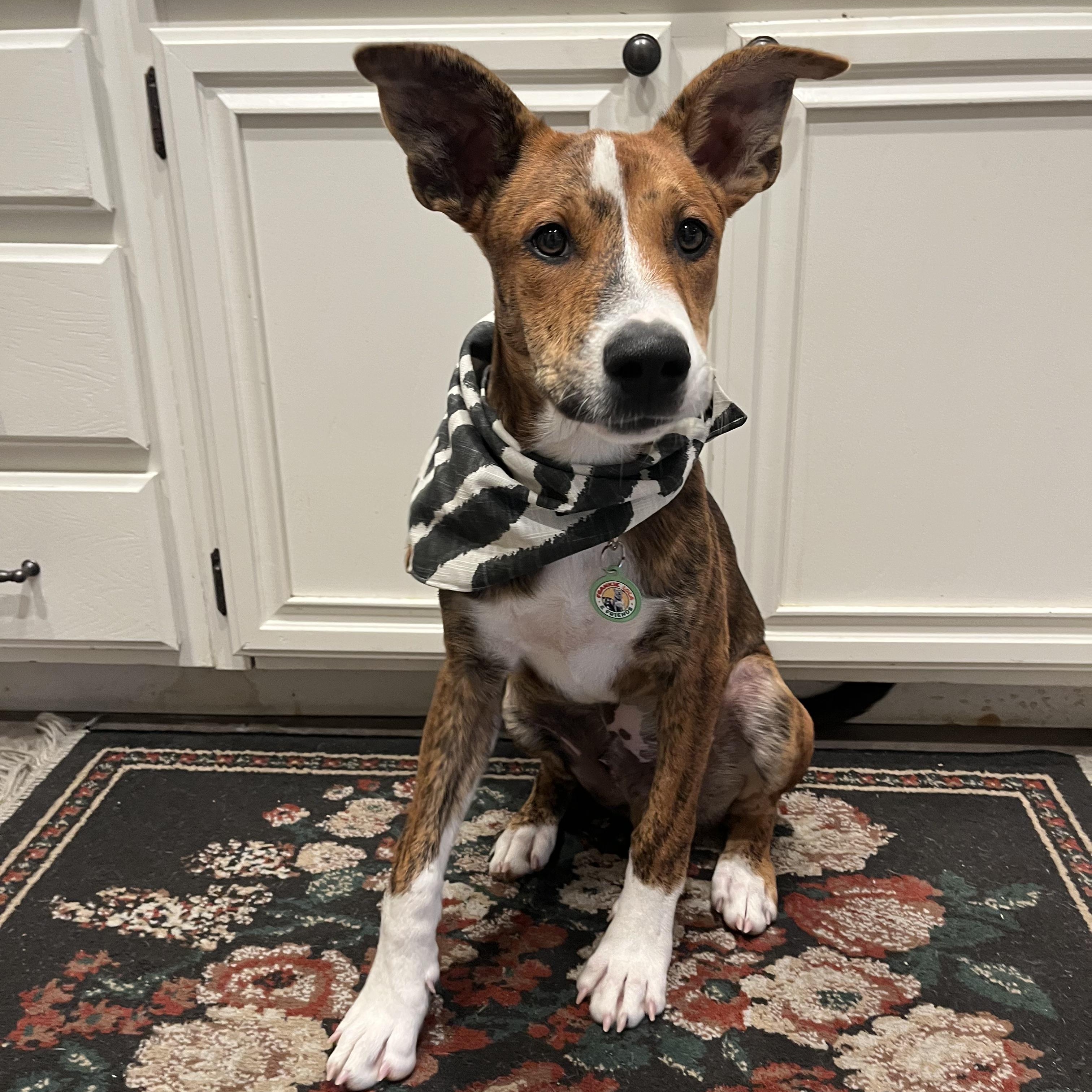 Enlarge Nutmeg, a Adoptable mixed breed in Sun Valley, CA image 3/5