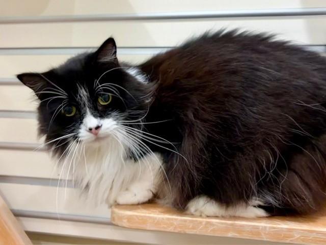Enlarge SQUEAKS, a Adoptable Domestic Long Hair in Fort Myers, FL image 1/1