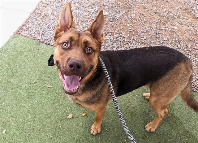 SULLY, Adoptable, Adult Male German Shepherd Dog & Mixed Breed.