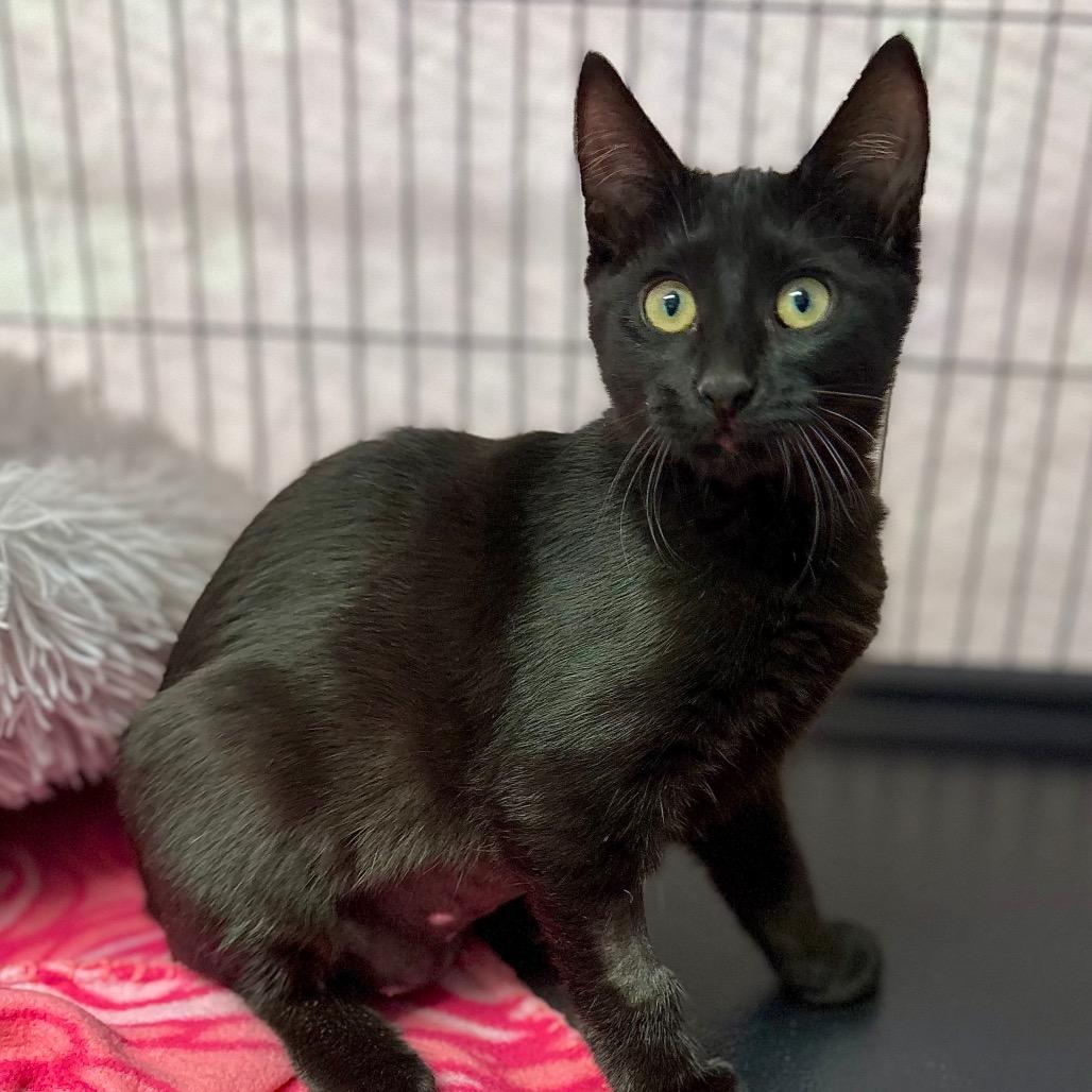 Shuri, Adoptable, Kitten Female Domestic Short Hair.