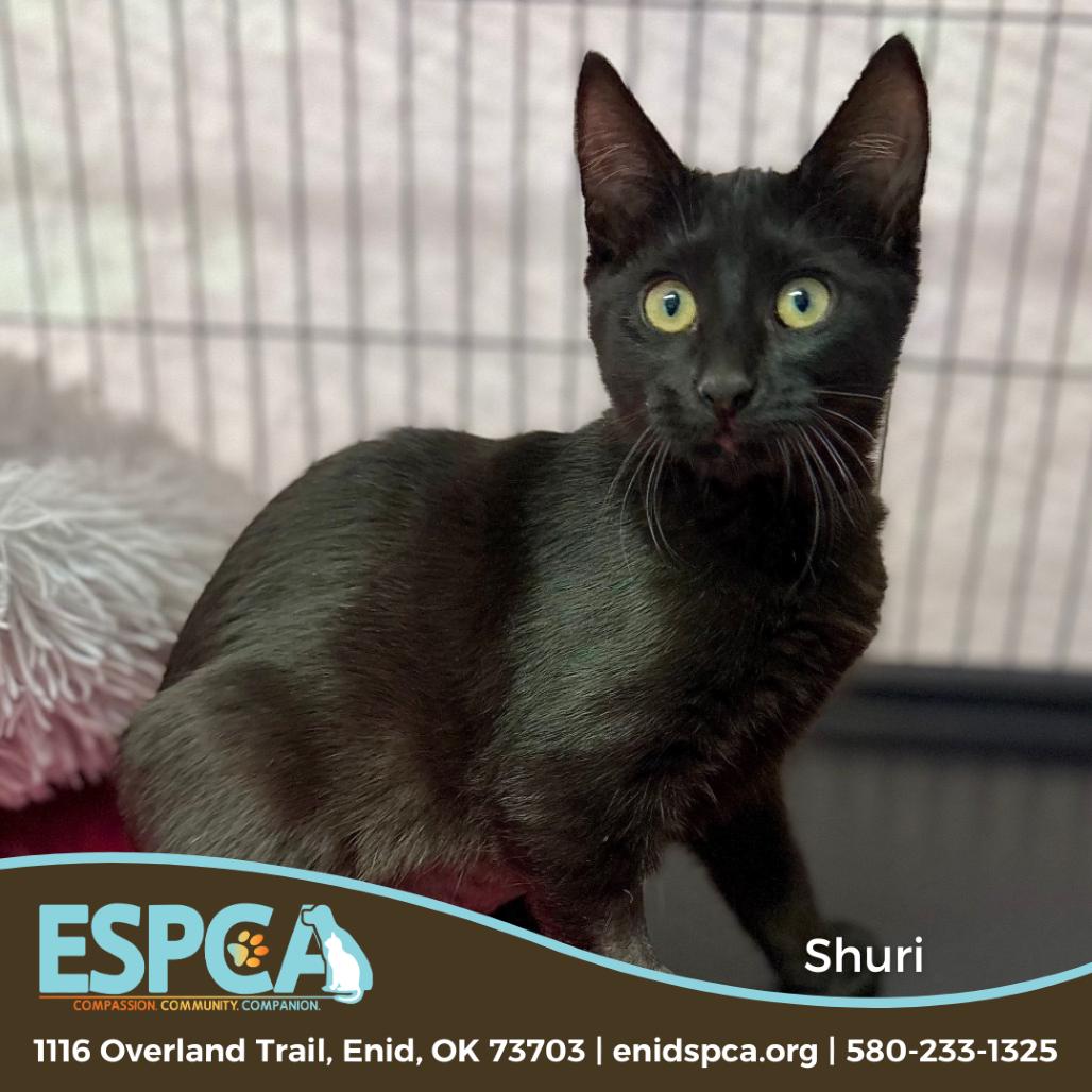 Enlarge Shuri, a Adoptable Domestic Short Hair in Enid, OK image 2/2