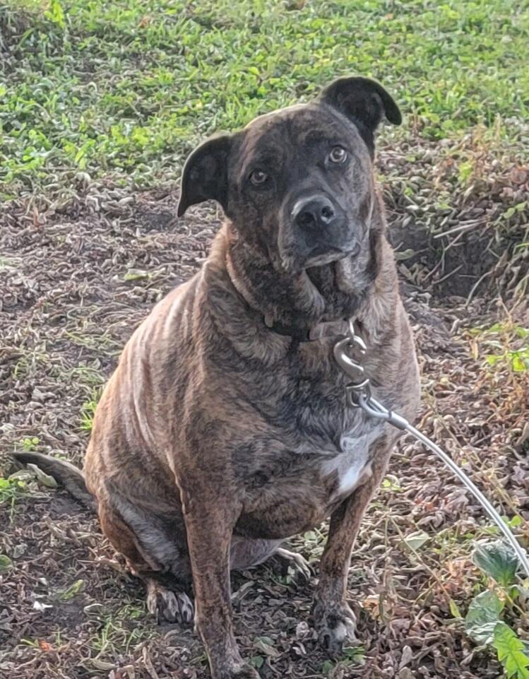 Brin, a Adopted Boxer in Richland Center, WI image 1/2