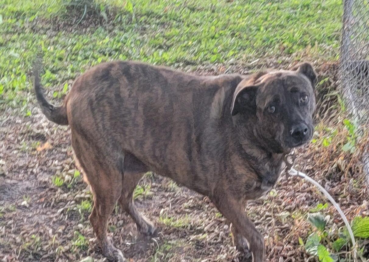 Brin, a Adopted Boxer in Richland Center, WI image 2/2