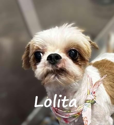Lolita & Spanky - bonded pair to be adopted together