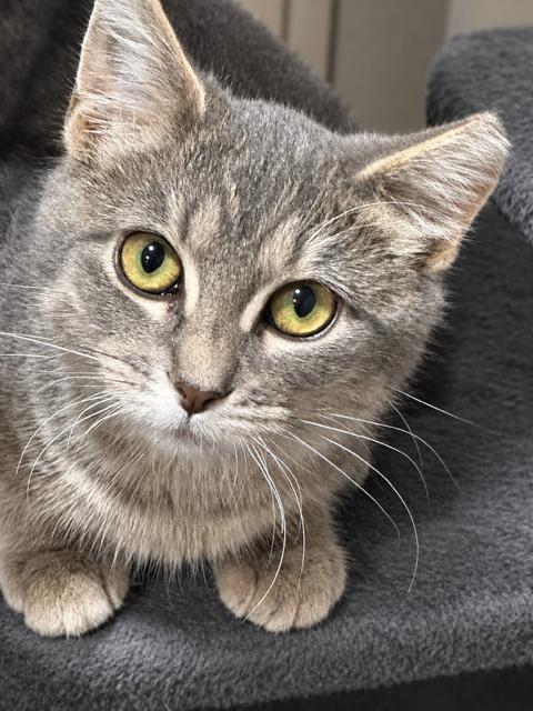 Enlarge Tiffany, a Adoptable Domestic Short Hair in Lakeville, MN image 1/3