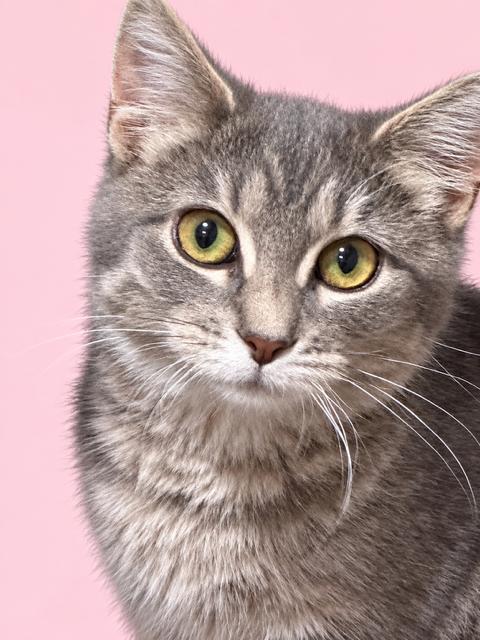 Enlarge Tiffany, a Adoptable Domestic Short Hair in Lakeville, MN image 3/3