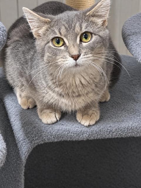 Enlarge Tiffany, a Adoptable Domestic Short Hair in Lakeville, MN image 2/3