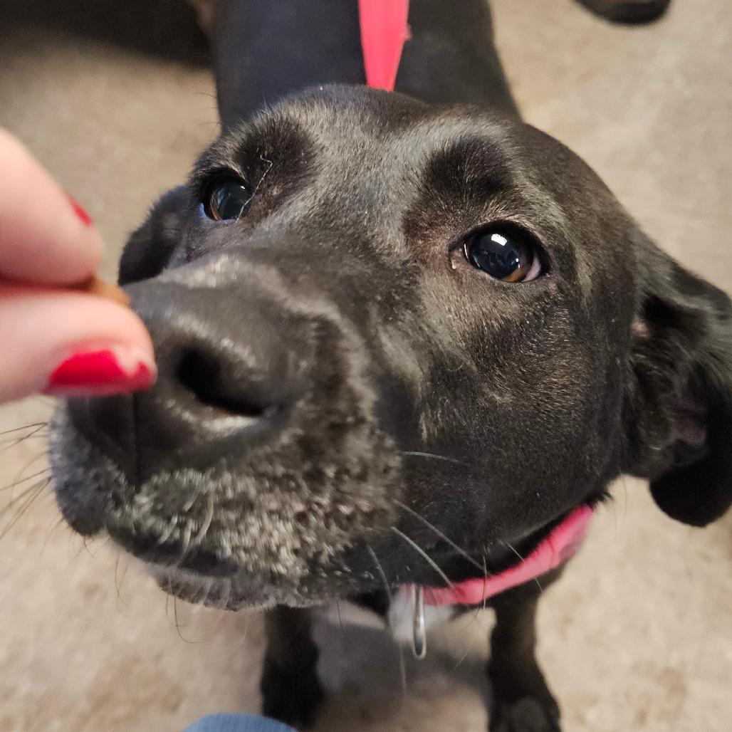 Brandy, Adoptable, Adult Female Mixed Breed.