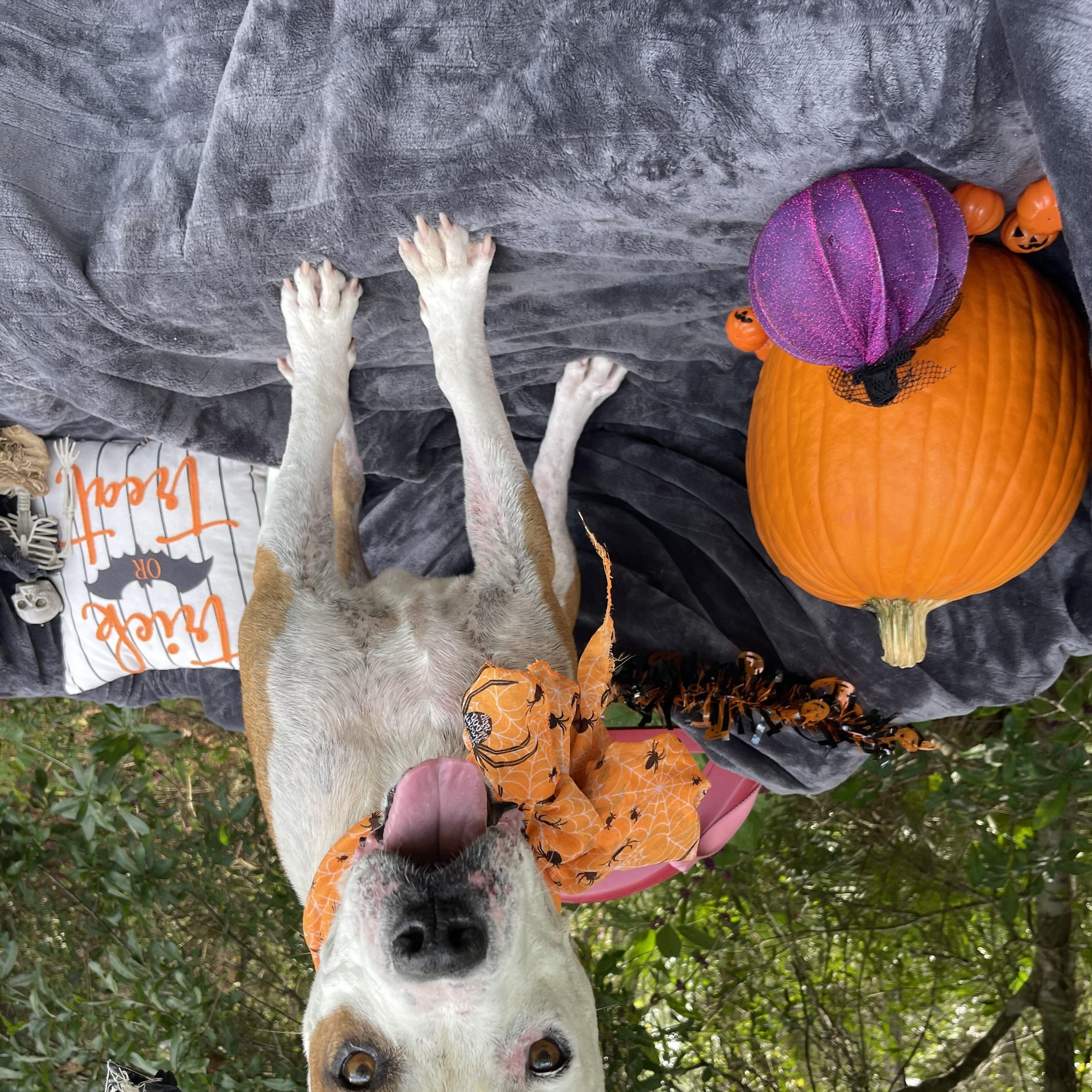 Enlarge Rango, a Adoptable mixed breed in Sebring, FL image 6/6