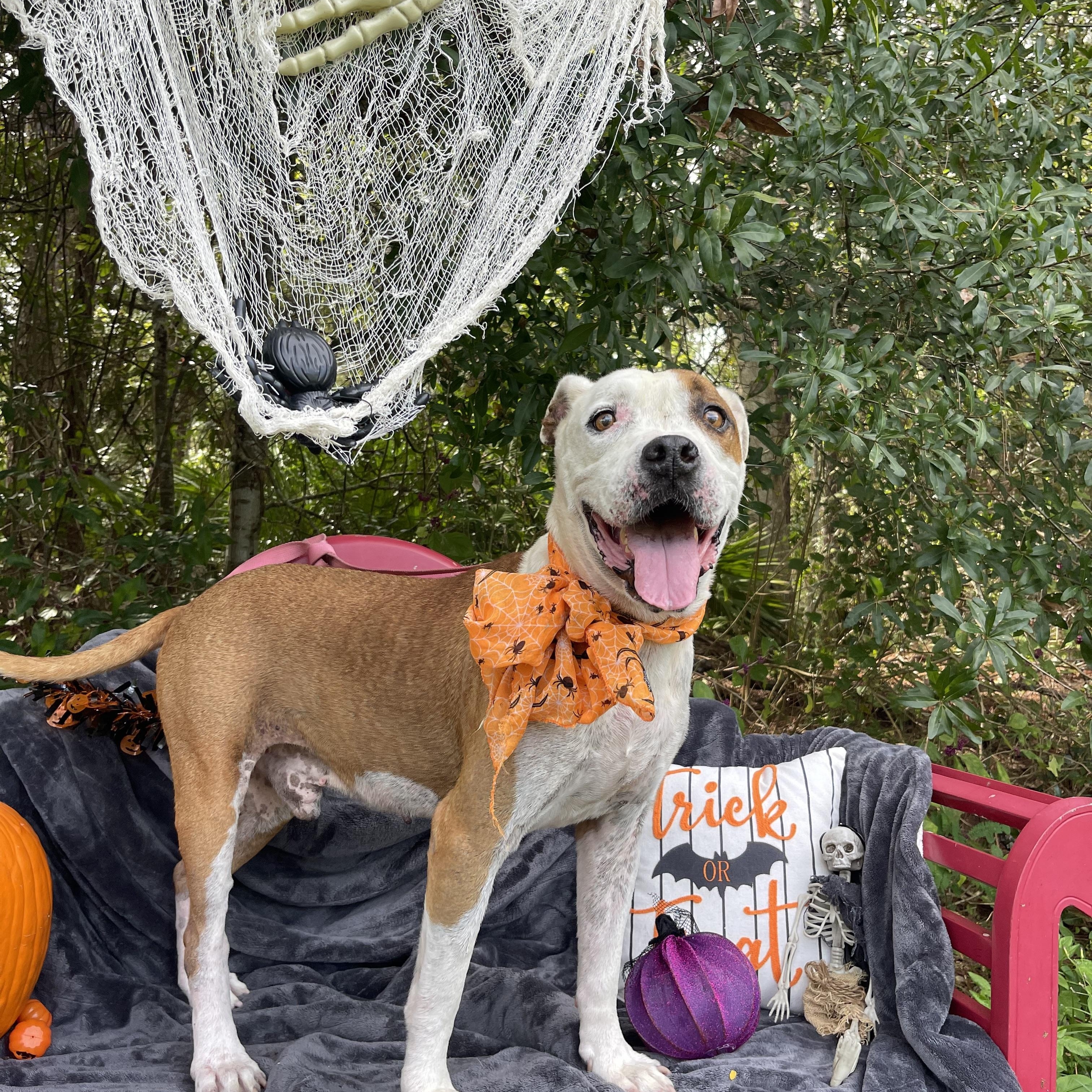 Enlarge Rango, a Adoptable mixed breed in Sebring, FL image 2/6