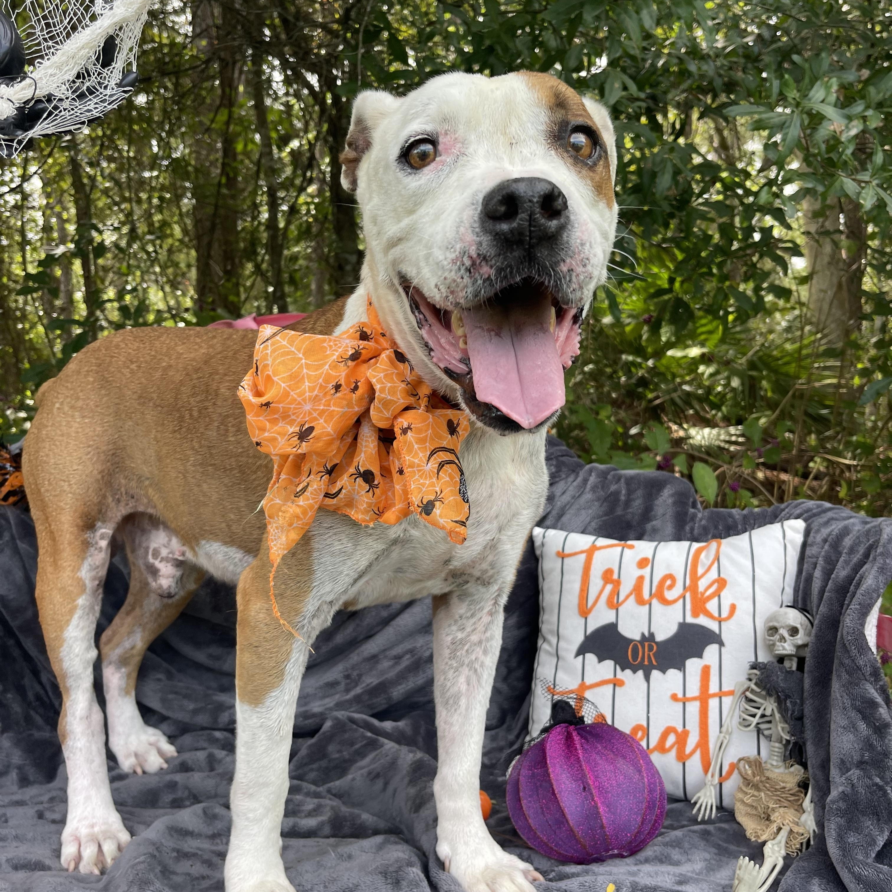 Enlarge Rango, a Adoptable mixed breed in Sebring, FL image 3/6
