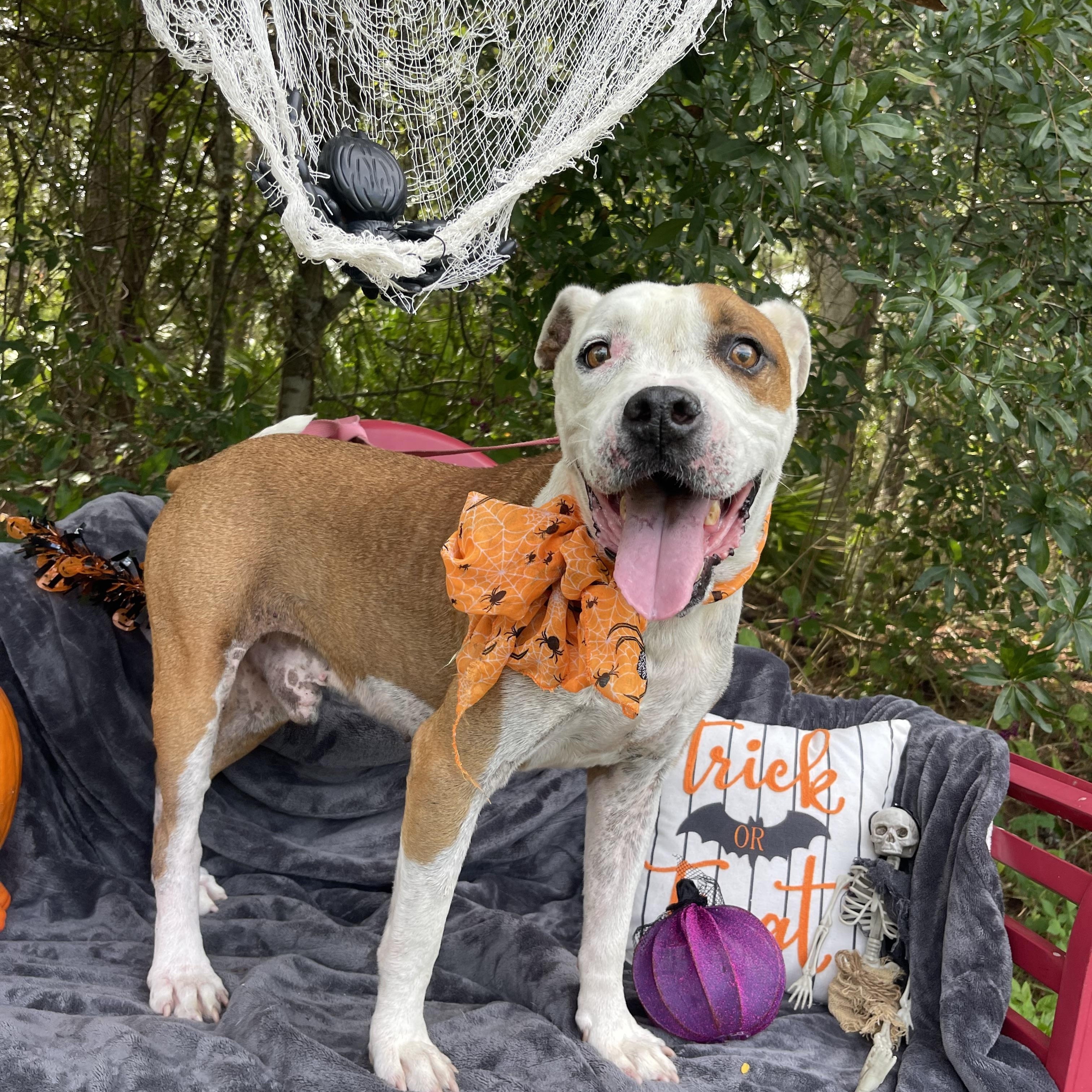 Enlarge Rango, a Adoptable mixed breed in Sebring, FL image 4/6