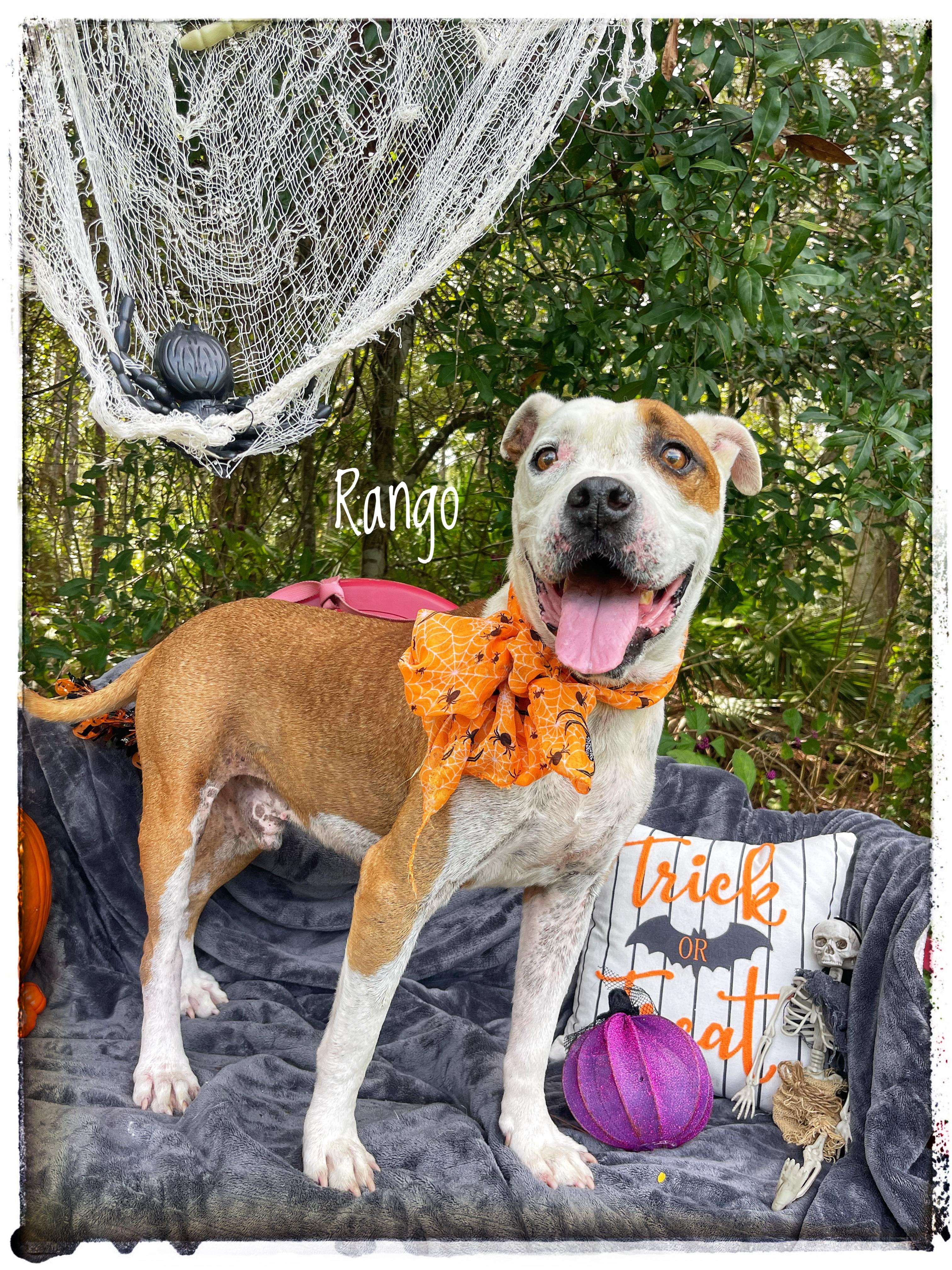 Rango, Adoptable, Adult Male Boxer.