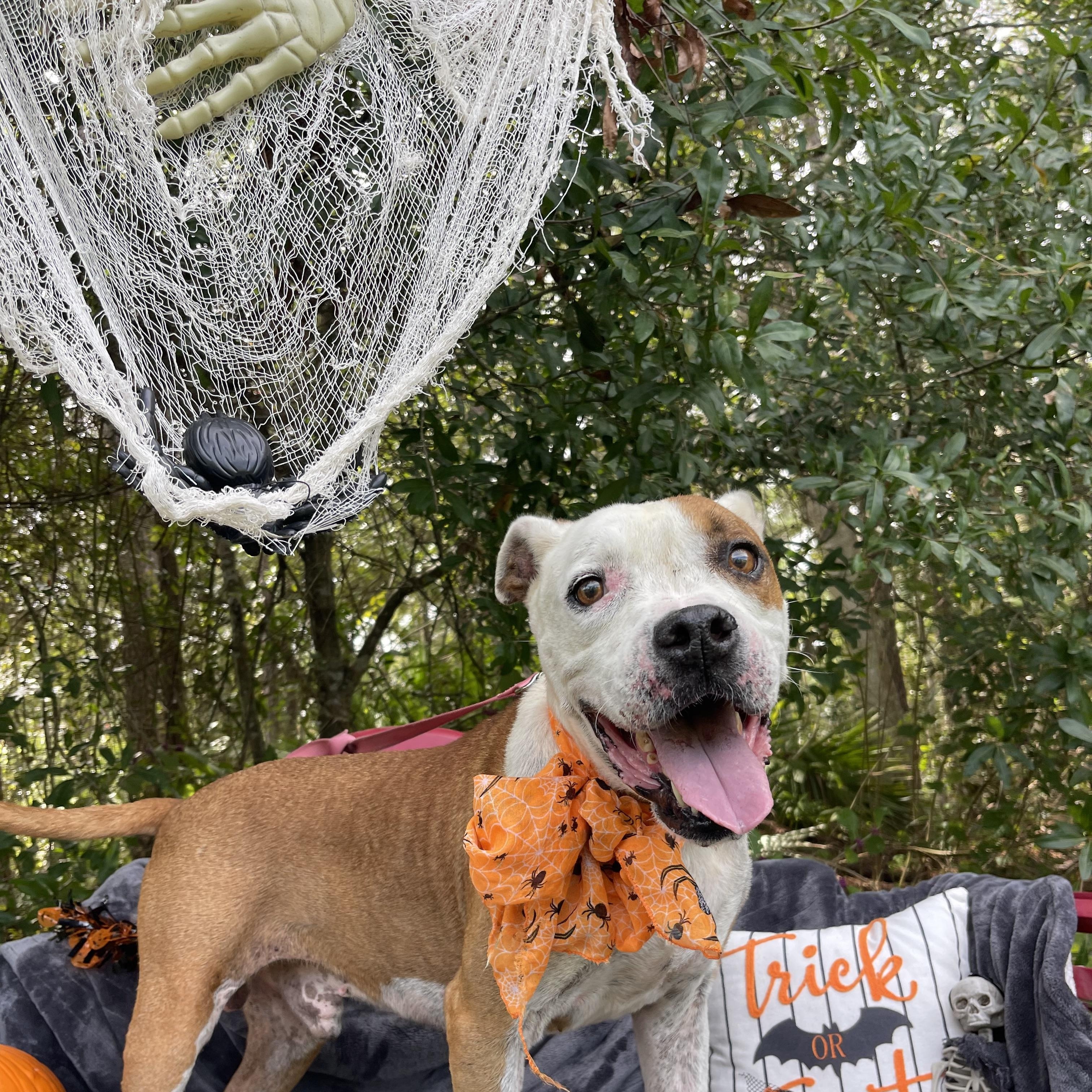Enlarge Rango, a Adoptable mixed breed in Sebring, FL image 5/6