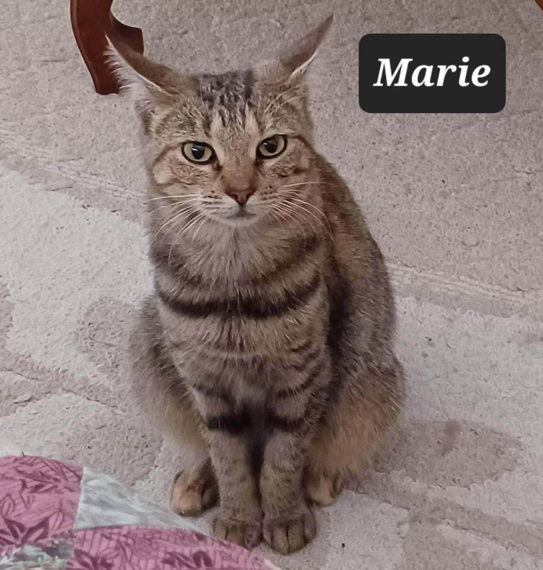 Marie - playful & loving